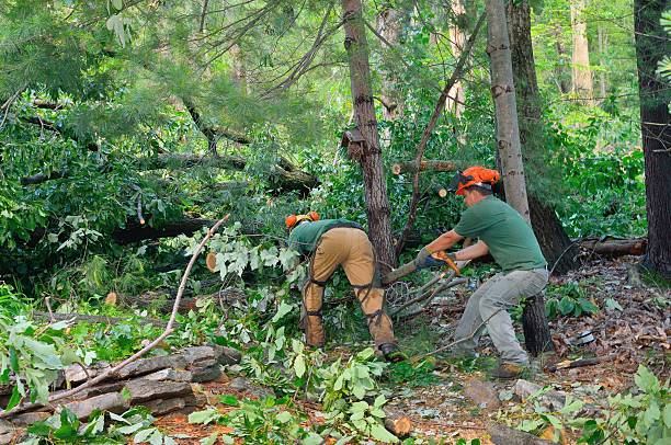 Best Stump Grinding Near Me  in Lacy Lakeview, TX